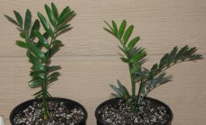 seedlings 011.JPG